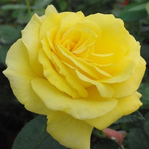 Rozen bestellen en bezorgen - floribunda roos - geel - Rosa Golden Delight - matig geurende roos - Edward Burton Le Grice, LeGrice - Felgele bloemen in trossen, uitstekend in groepen in borders .